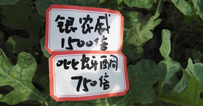 【探索】是什么讓黃蚜如此落??？